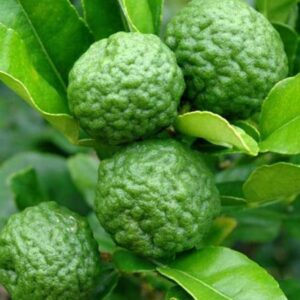 Bsc Falless Hair Reviving Shampoo 300ml for Normal and Oily Hair